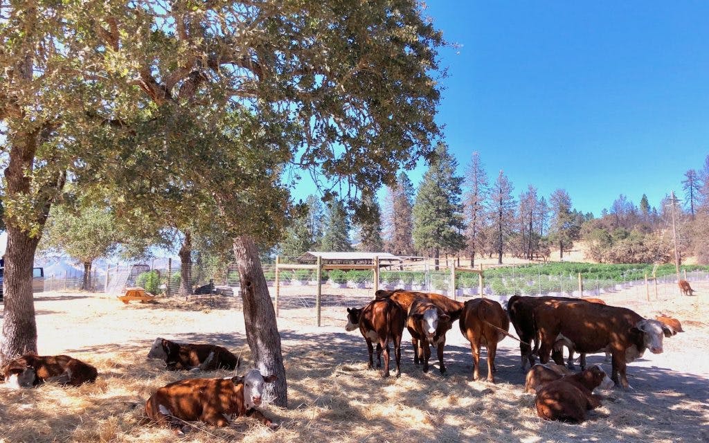 In biodynamic agriculture, all agricultural waste such as manure is used as fertilizer instead of synthetic nutrients.