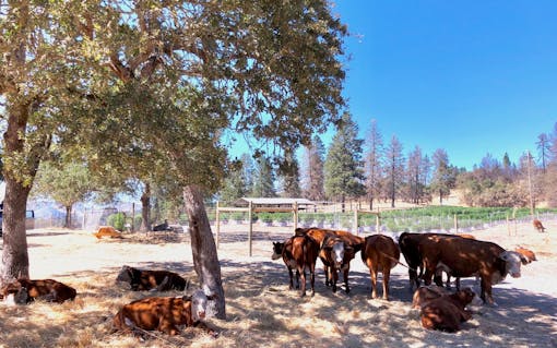 Biodynamic farming uses all on-farm inoute like manure for fertilizers, instead of synthetic nutrients.