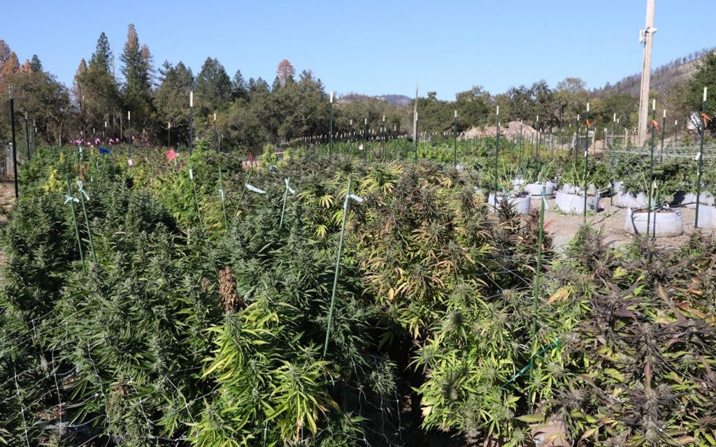 SPARC Terra Luna Demeter harvest