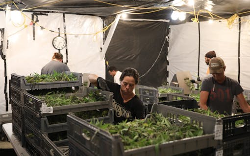 Terra Luna demeter harvest