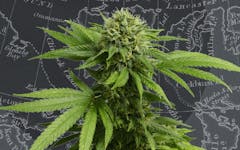 This Week in Cannabis Canada