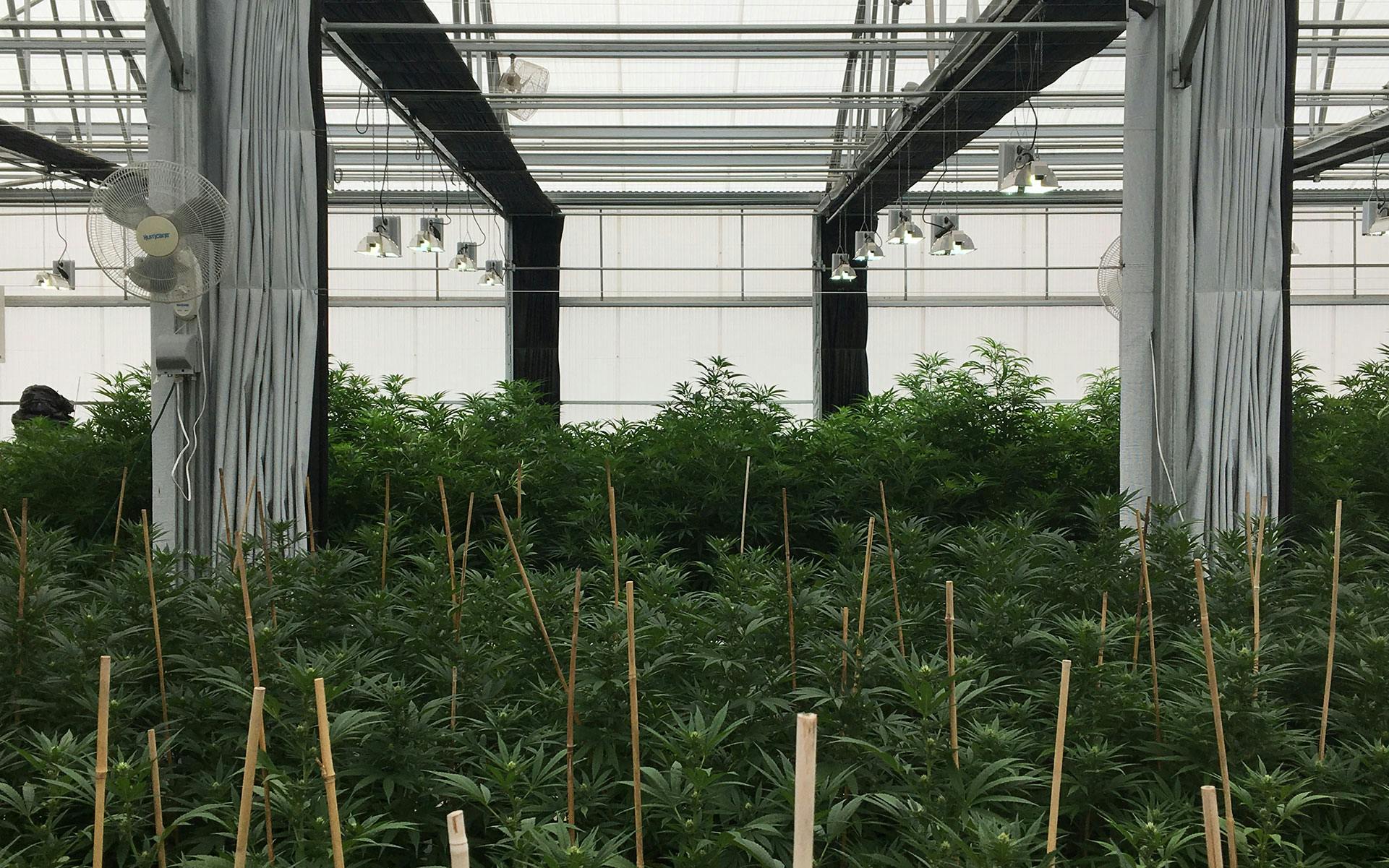 Veritas Farms Offers a Glimpse of the Future for American Hemp image