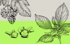 Do you even IPA, bro? Find the terpene humulene in hops. (Julia Sumpter/Leafly)