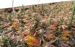 Shop for riotous fall colors and a pungent aroma in outdoor buds this season. (David Downs/Leafly)