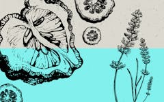 The terpene ocimene is awesome. (Leafly)