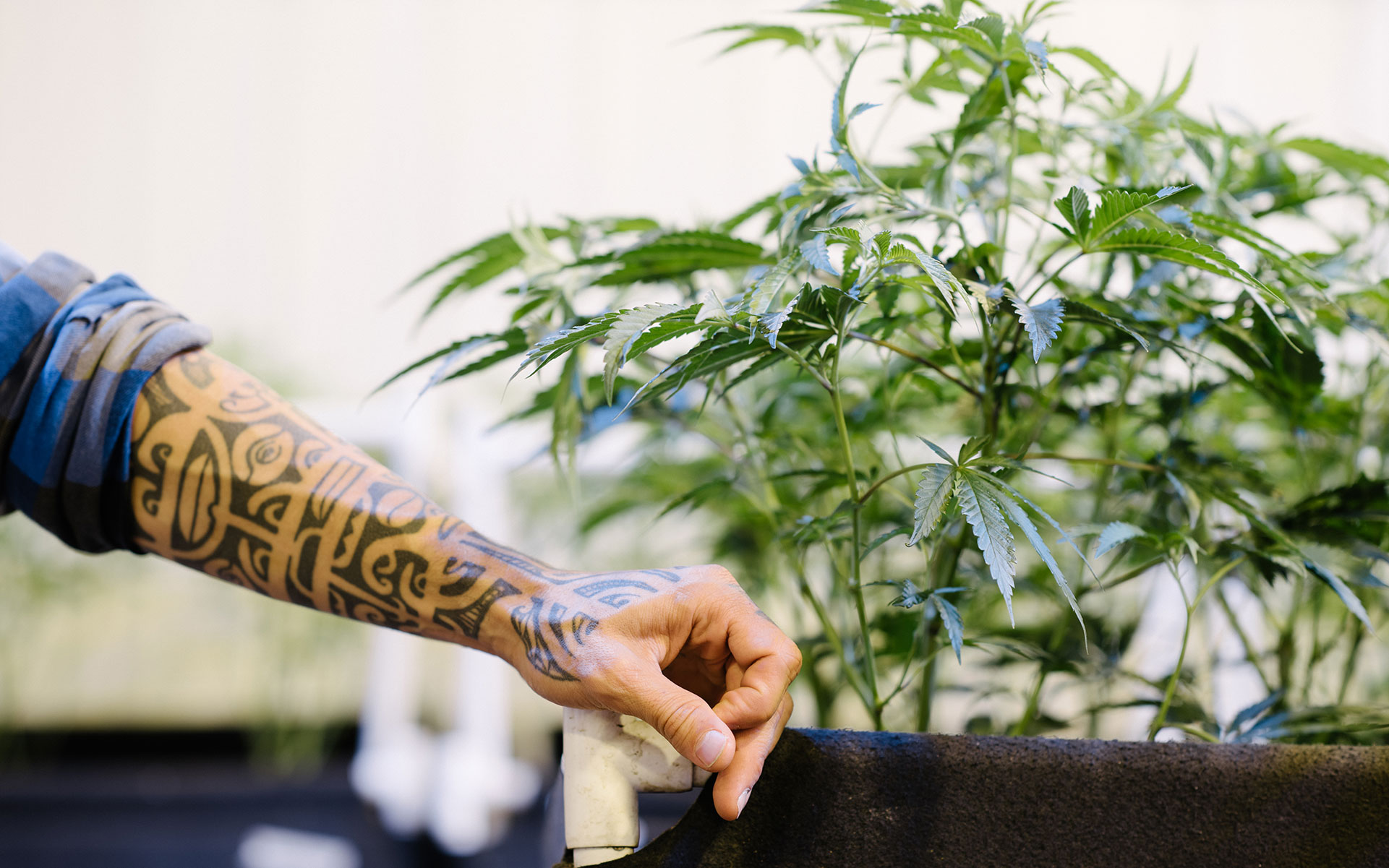 In Photos A Tour of Washington's TopTier Gold Leaf Gardens Leafly