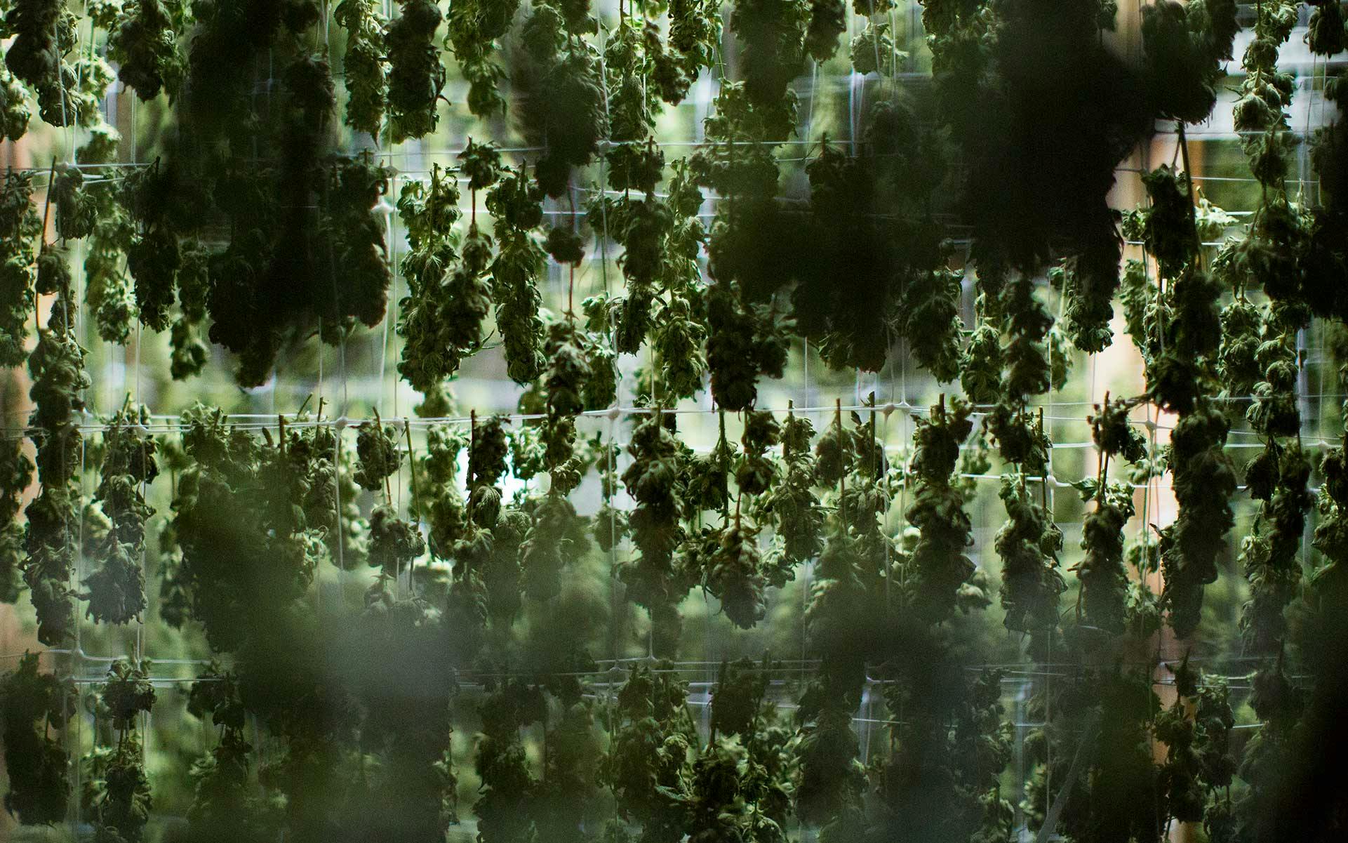 New Methods & Technologies of Curing Cannabis image