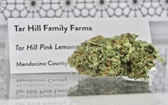 Award winning Tar Hill Pink Lemonade Emerald Cup 2018 (David Downs/Leafly)