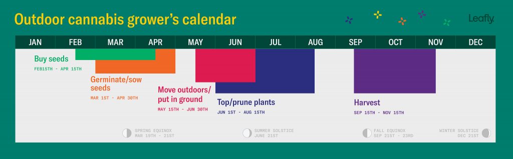 4 Stages of Marijuana Plant Growth  Leafly