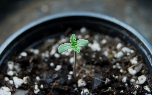 cannabis seedling in a pot