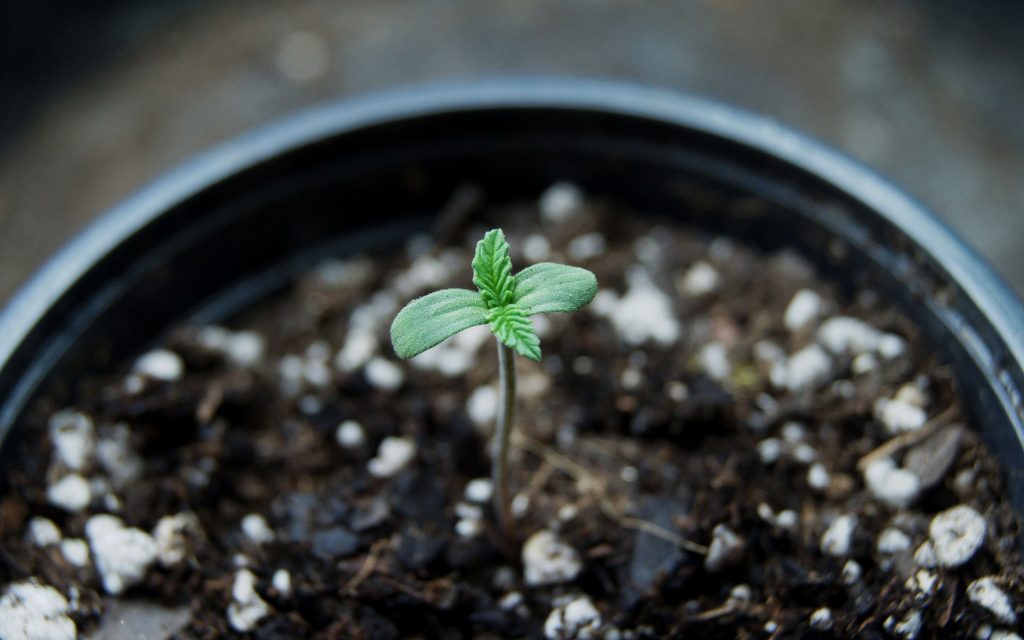 cannabis seedling