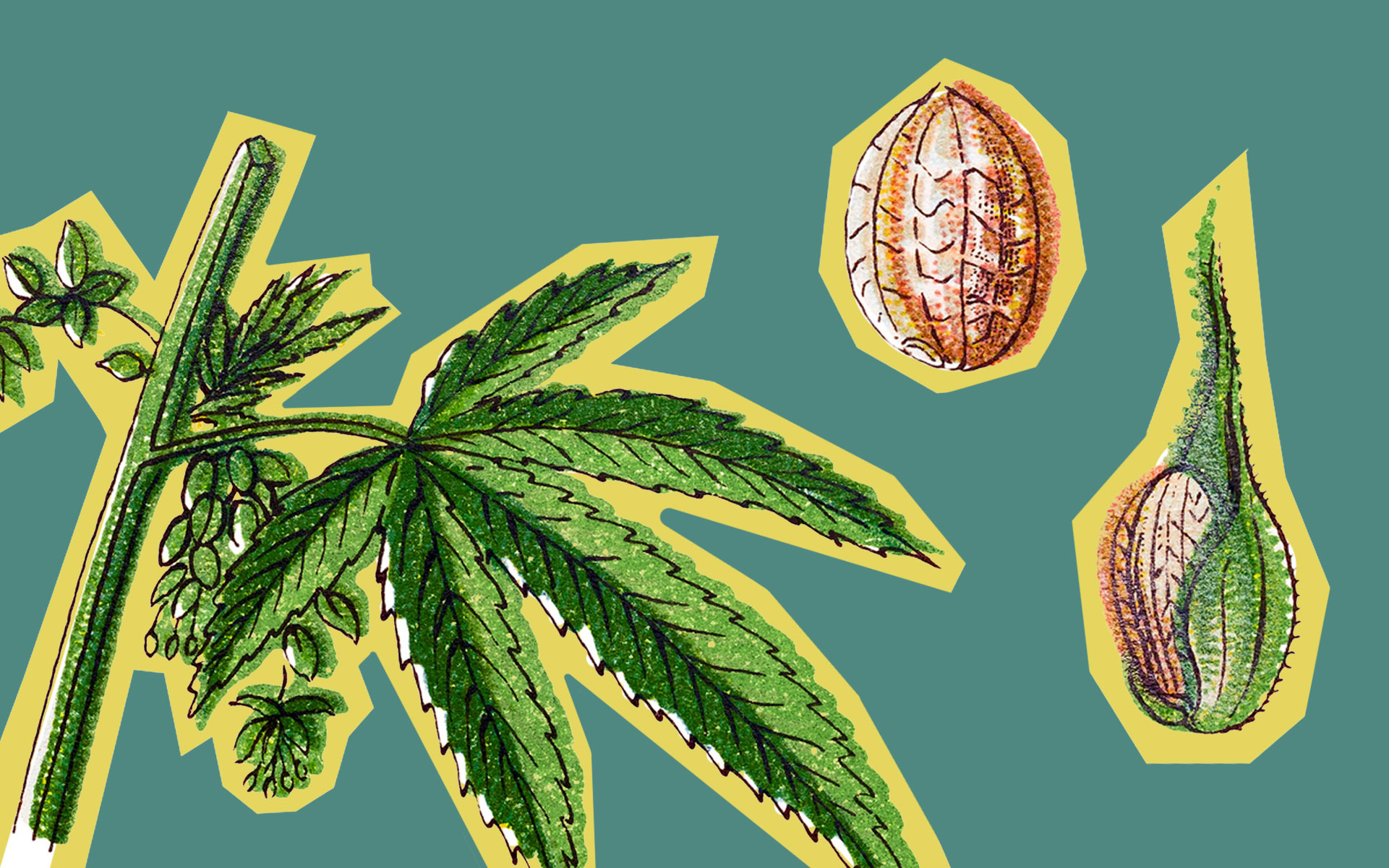 How to Choose Your Ideal Cannabis Seed Genetics