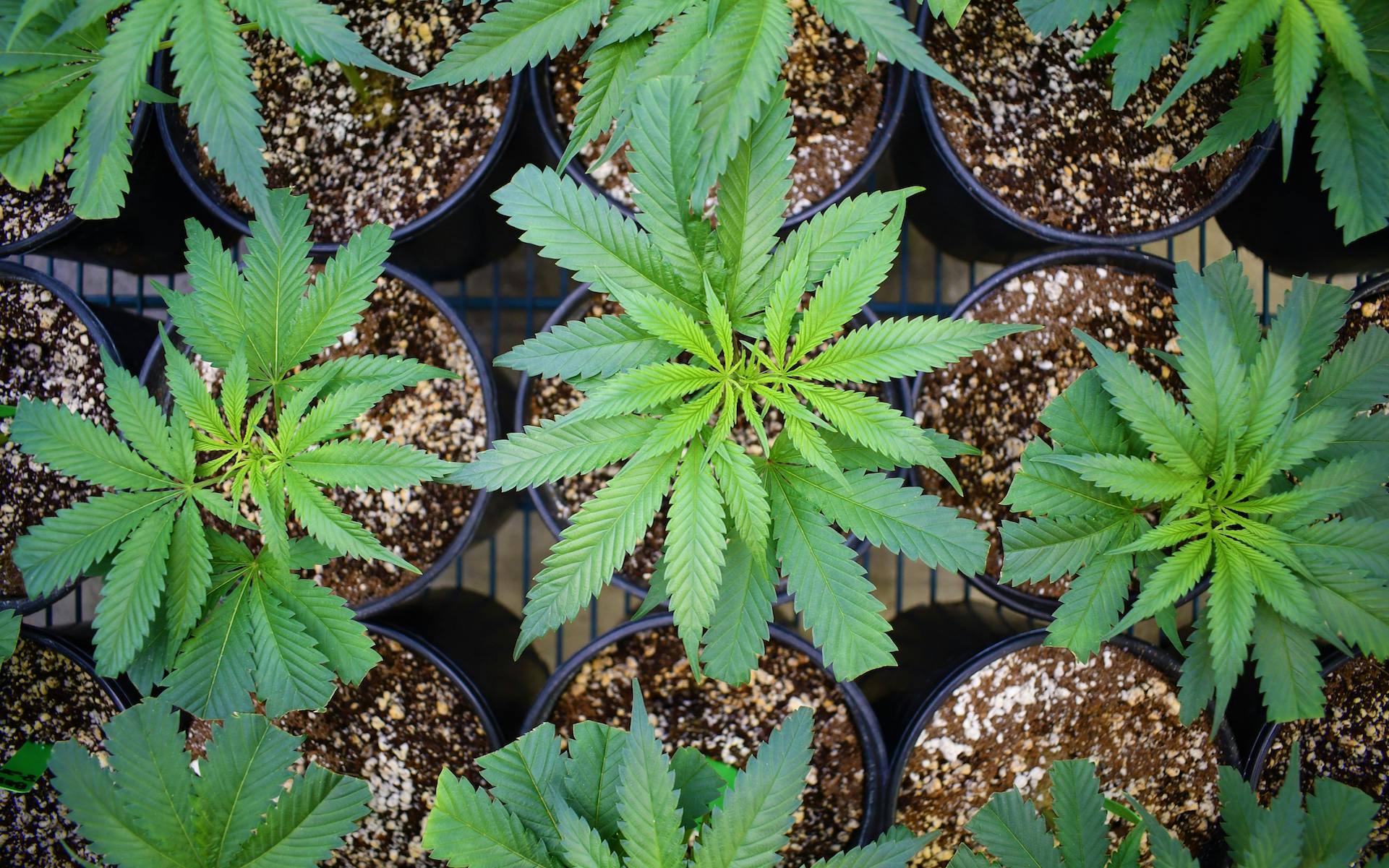 The Best California Dispensaries to Buy Cannabis Seeds image