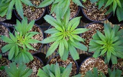 Now’s the time to buy seeds & clones for a spring 2019 outdoor garden in California. (Courtesy Jennifer Cole / Dark Heart Nursery)