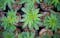 Cannabis seeds california