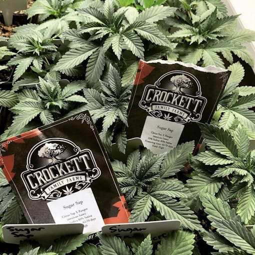 Bumper Crop: Grab Crockett Seeds this year and vault to the front of the pack. (Courtesy Crockett Seeds)