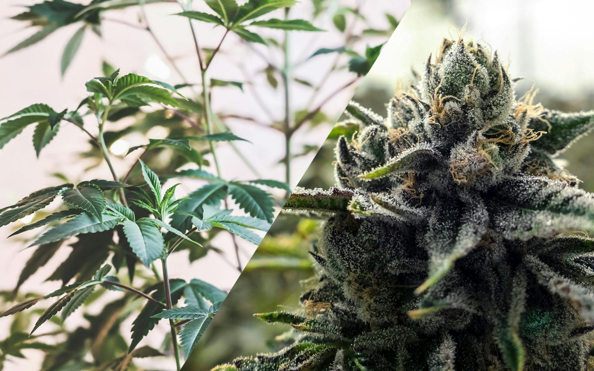 How to Harvest Cannabis Continually Throughout the Year | Leafly