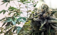 How To Harvest Cannabis Continually Throughout The Year Leafly