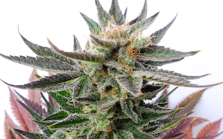 Fantastic Sativas and How to Grow Them image