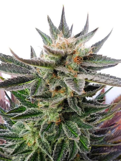 Kannabia Sativa Dream