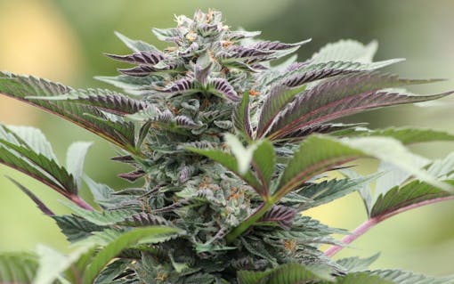 og kush marijuana strain