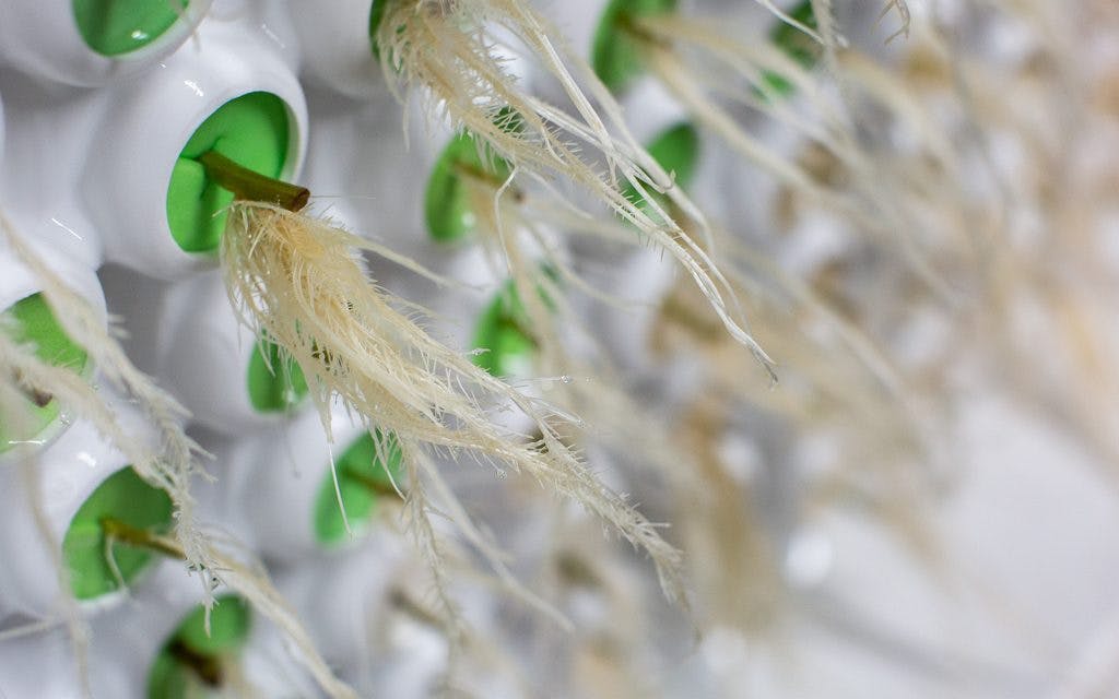 Best Cannabis Cloning Machines Equipment Buying Guide Leafly