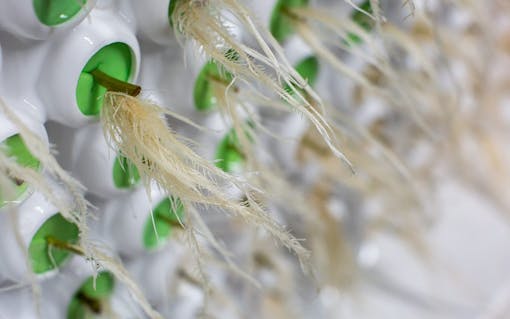 aeroponic cannabis cloner