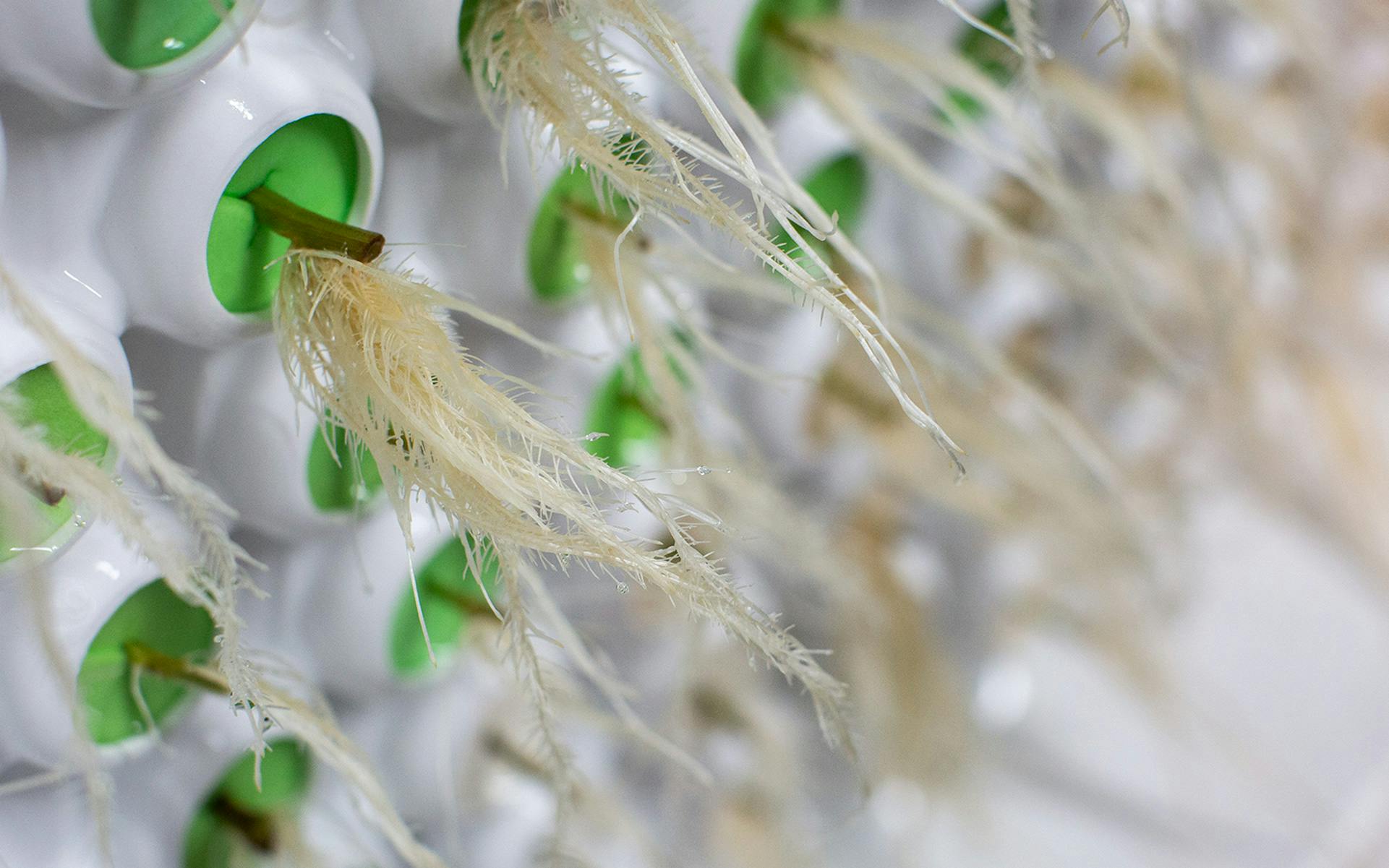 The cannabis cloning equipment buyer’s guide Leafly