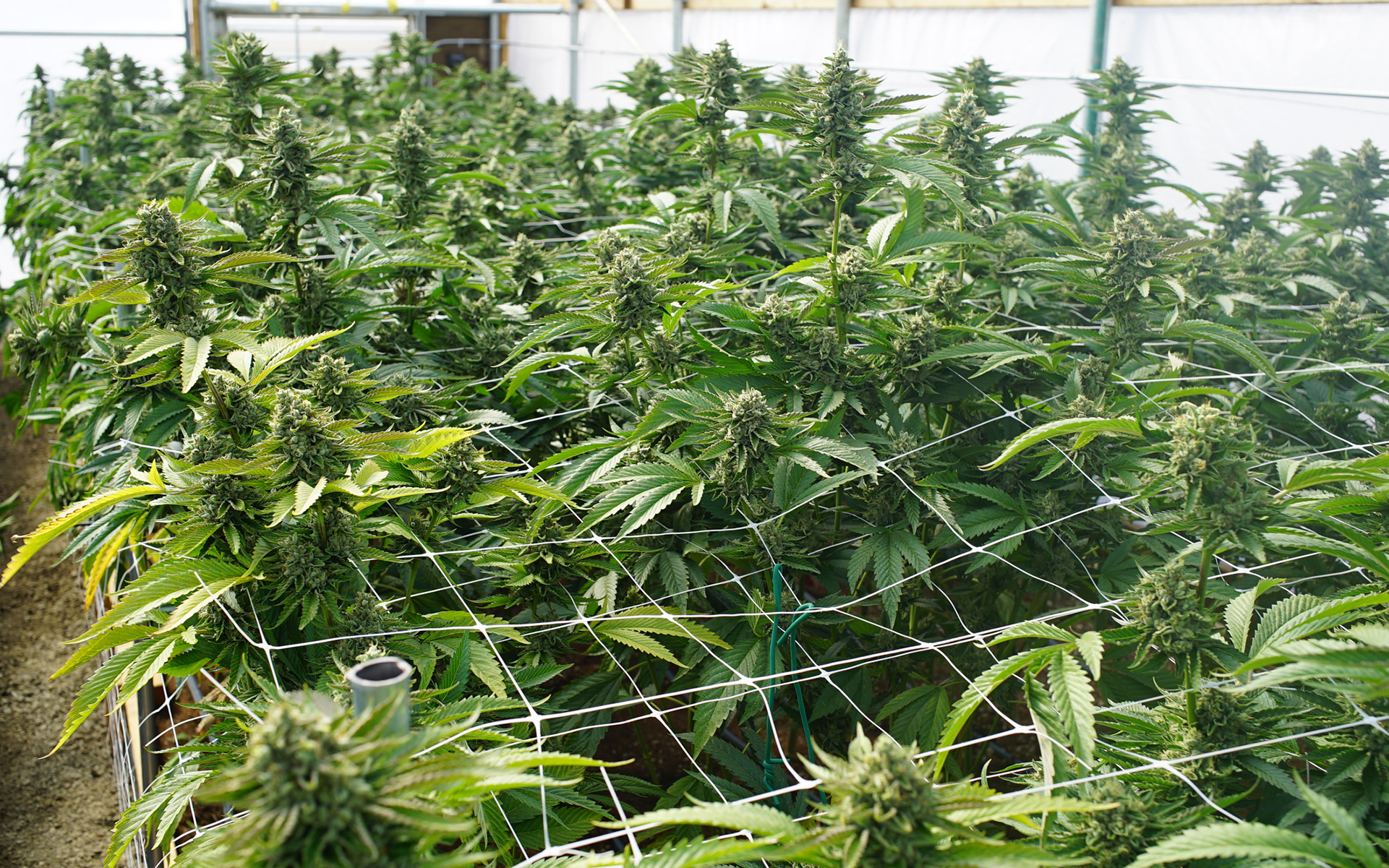 марихуаны урожайность