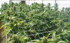 scrogging marijuana plants