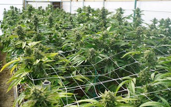 Best growing techniques for cannabis