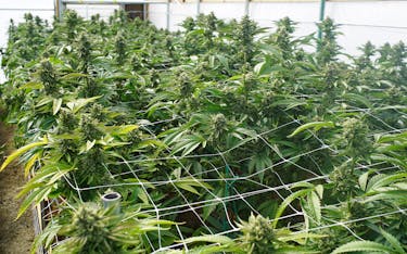 How many buds does a cannabis plant grow
