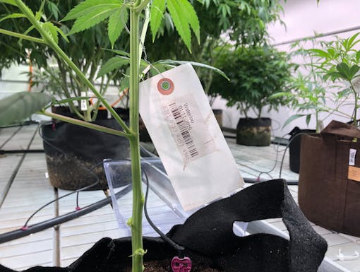 Waterloo is a low-THC, high-CBD strain unique to Compassionate Cultivation.