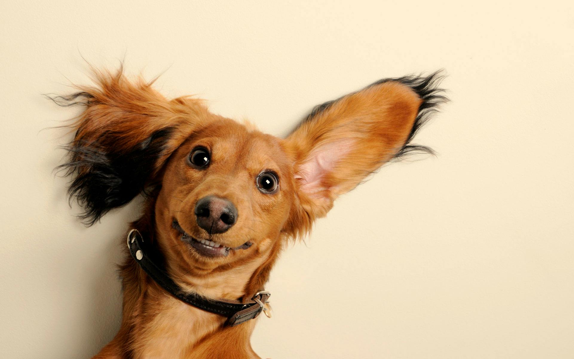 Can pets get high off secondhand smoke? image