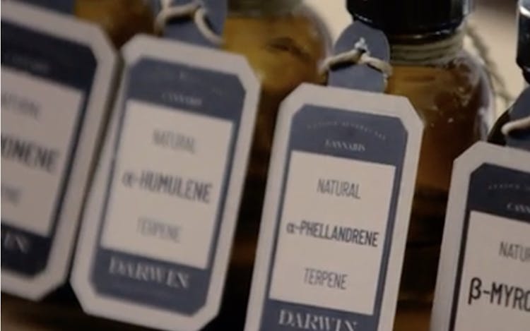 How Terpene Bars Let Patients Craft Custom Cannabis Vape Carts image