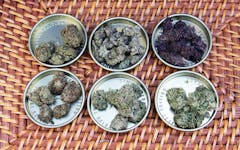 Go grab these limited edition award-winners at a club near you. (Elise McDonough for Leafly)