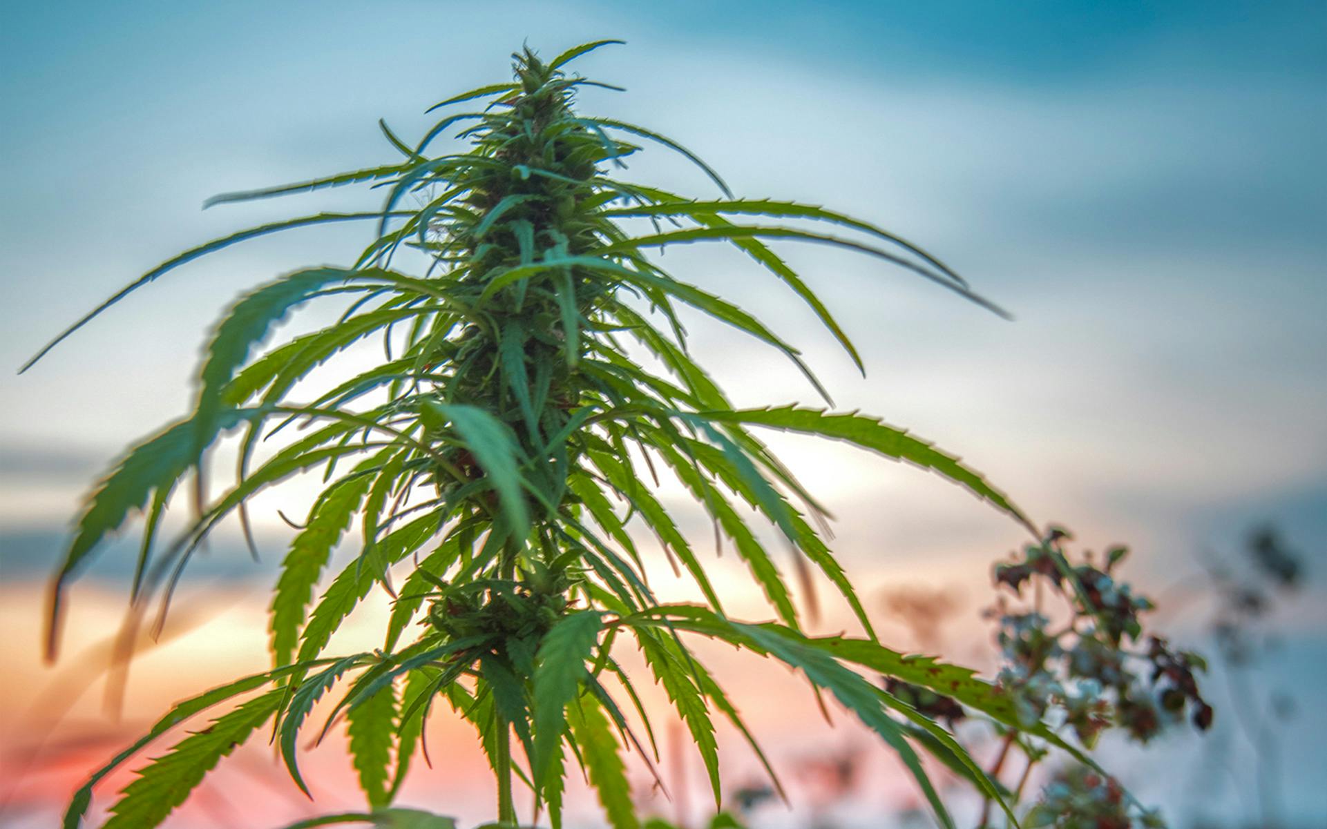 Is Legal Hemp About to Ruin America’s Outdoor Cannabis Crops? image