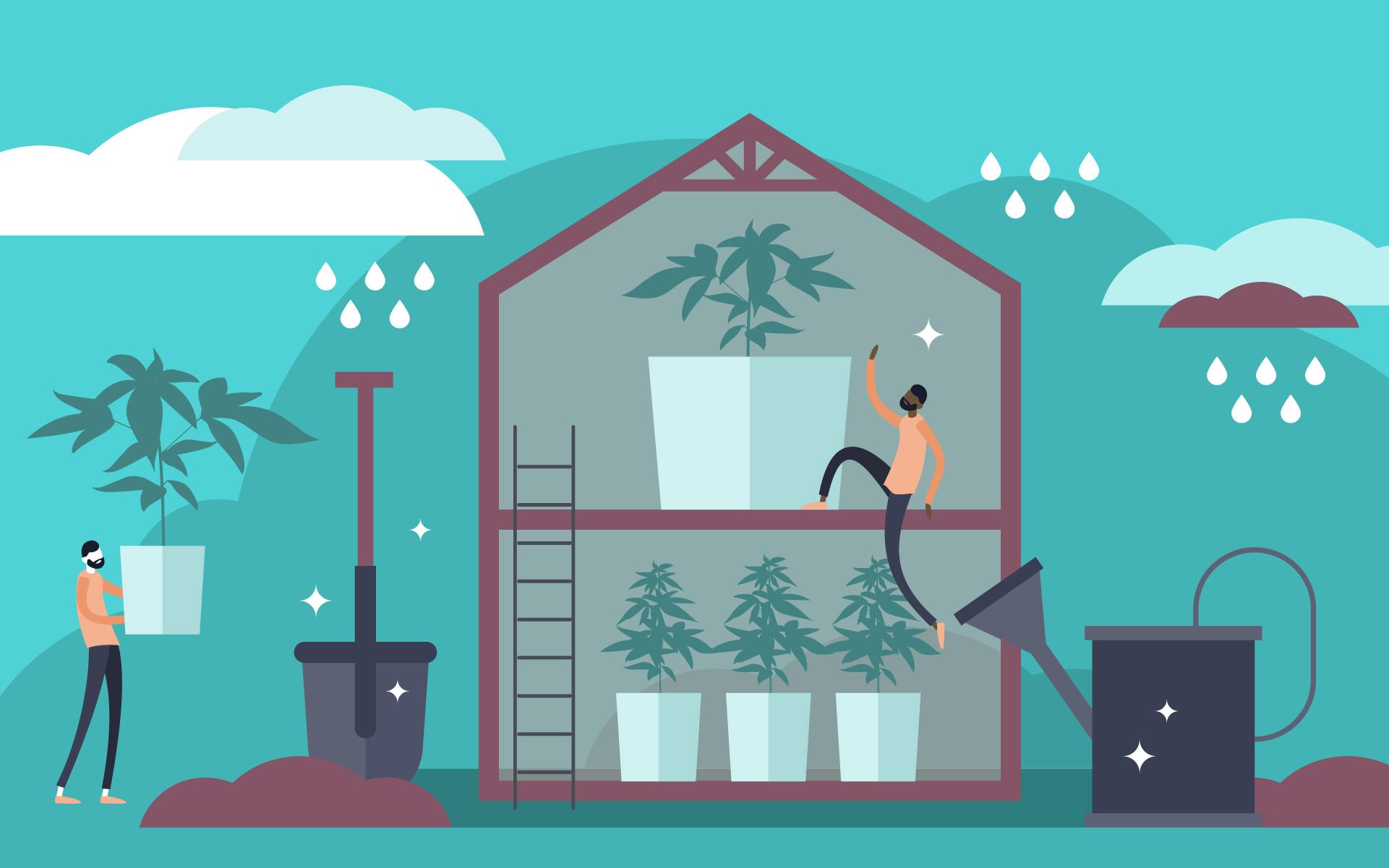 Grow Quality Marijuana More Efficiently With HighTech Greenhouses Leafly