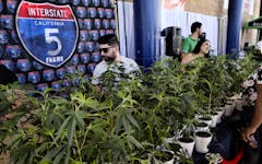 California just took another step toward becoming the Champagne of France, but for cannabis. (2018 File photo; Richard Vogel/AP)