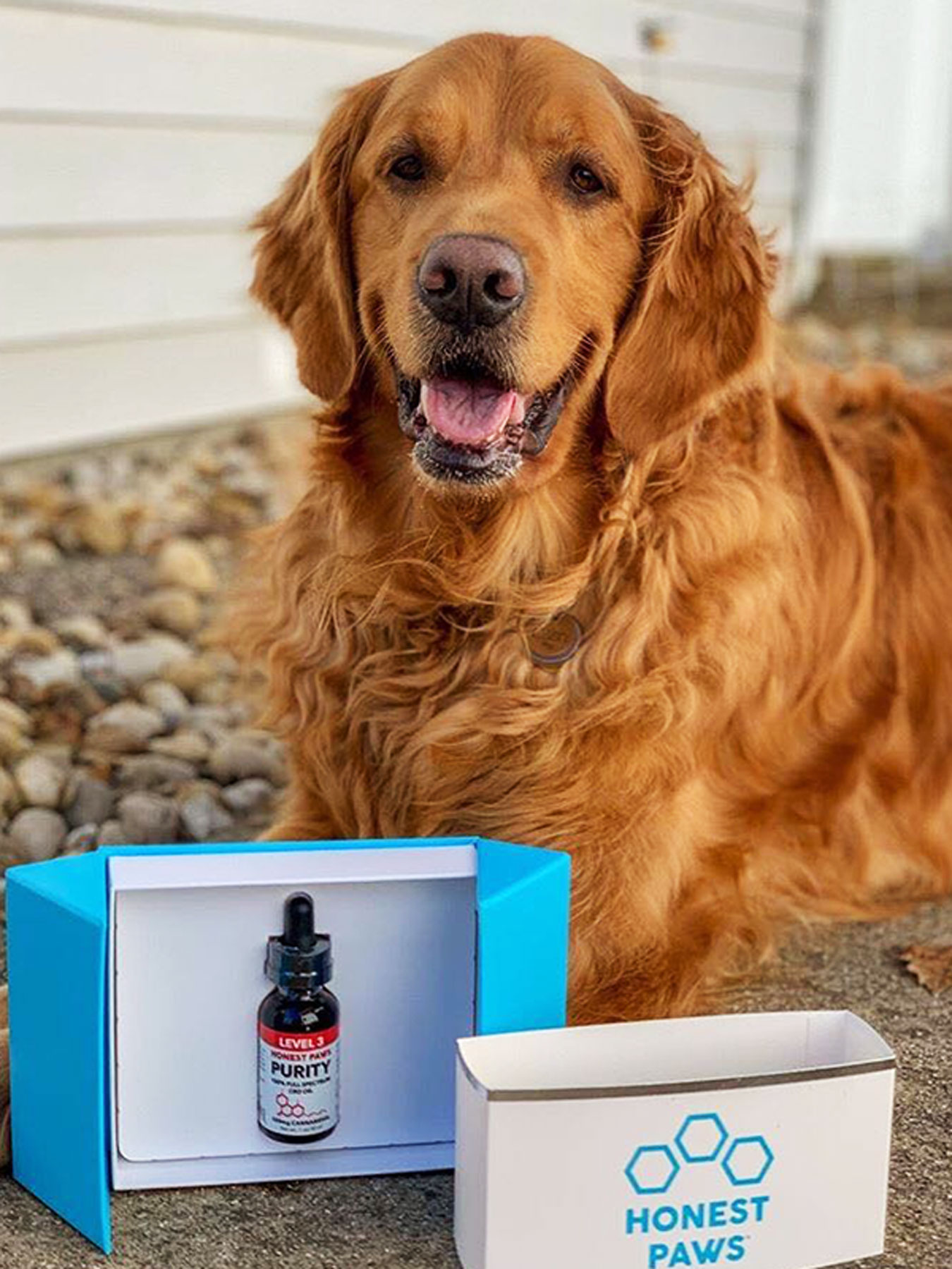 A Vet Weighs In On Cbd Oil For Dogs Leafly