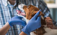 dog at vet
