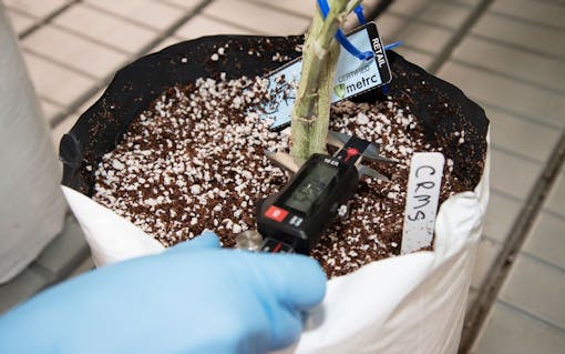 gathering cannabis soil data