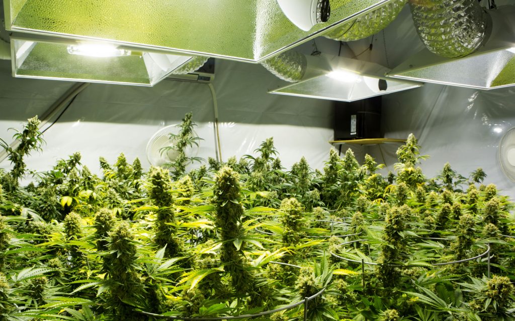 Beginner's Guide to Growing Marijuana