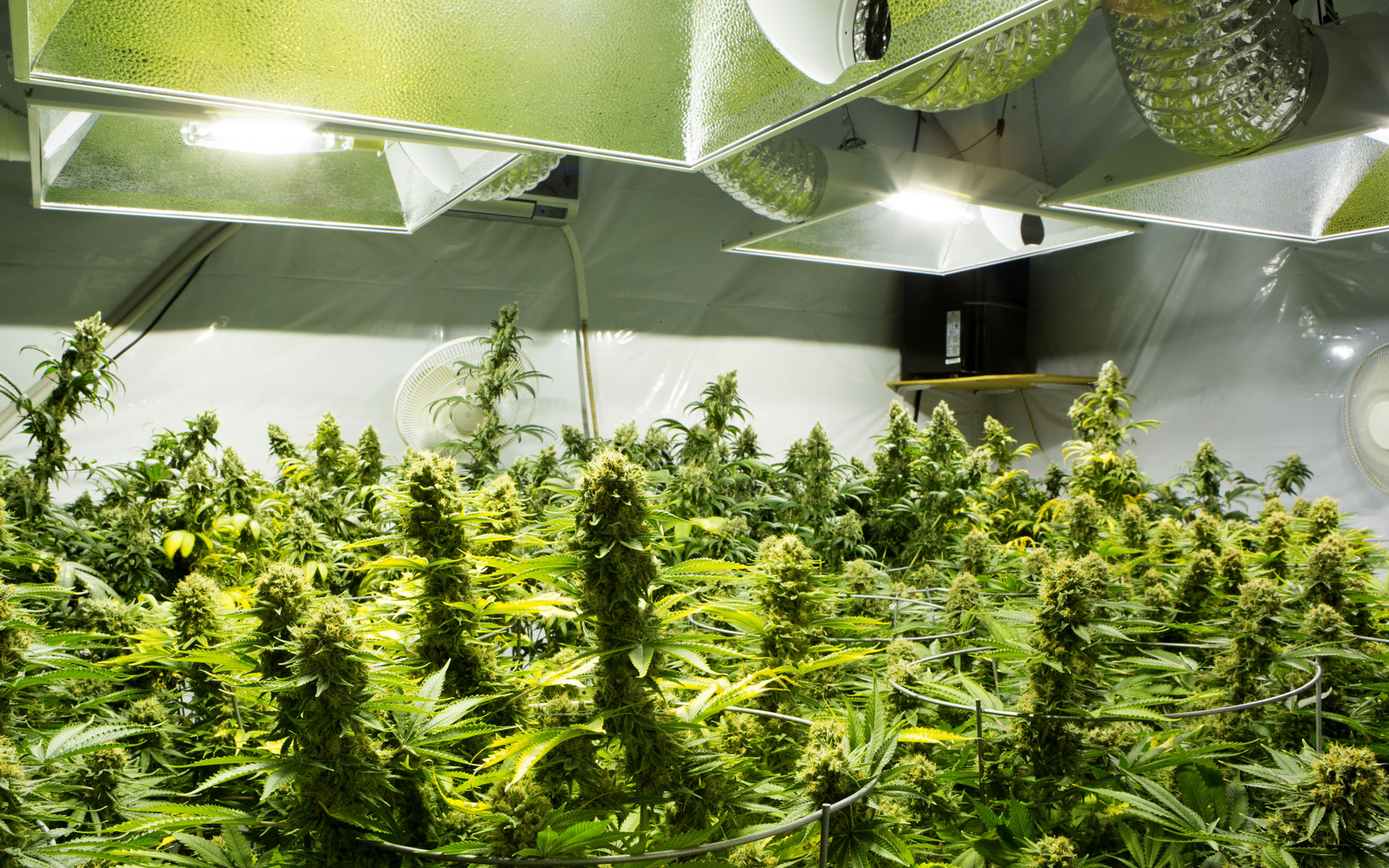 What Equipment do You Need When Growing for Indoor Cannabis Growing?