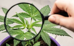 economist cannabis summit