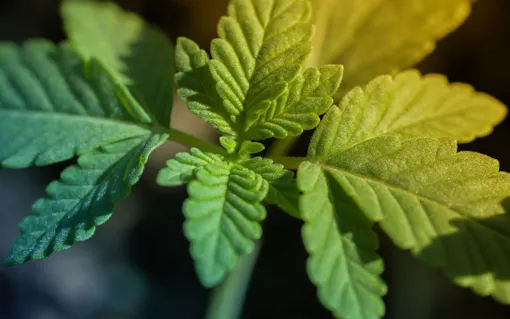 hemp CBD plant