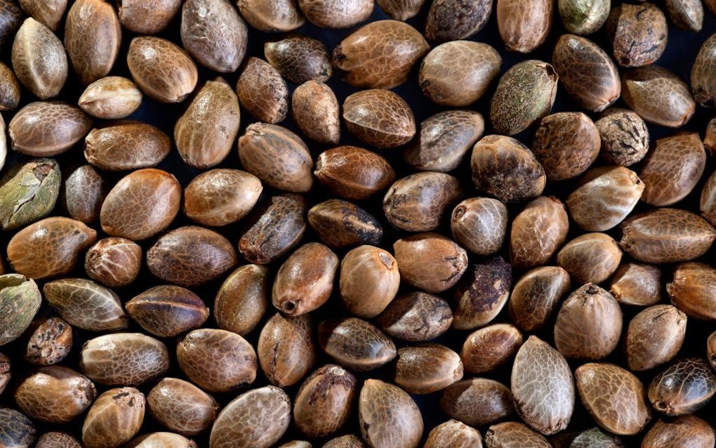 Where to buy weed seeds online in the US Leafly