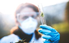 cannabis research