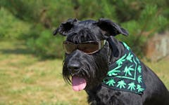 dog cannabis alberta