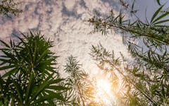 cannabis field sky